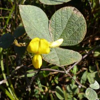 Cajanus rugosus (Wight & Arn.) Maesen